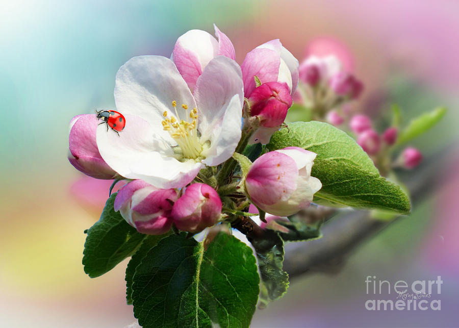 Apple Blossom and Ladybug Mixed Media by Morag Bates
