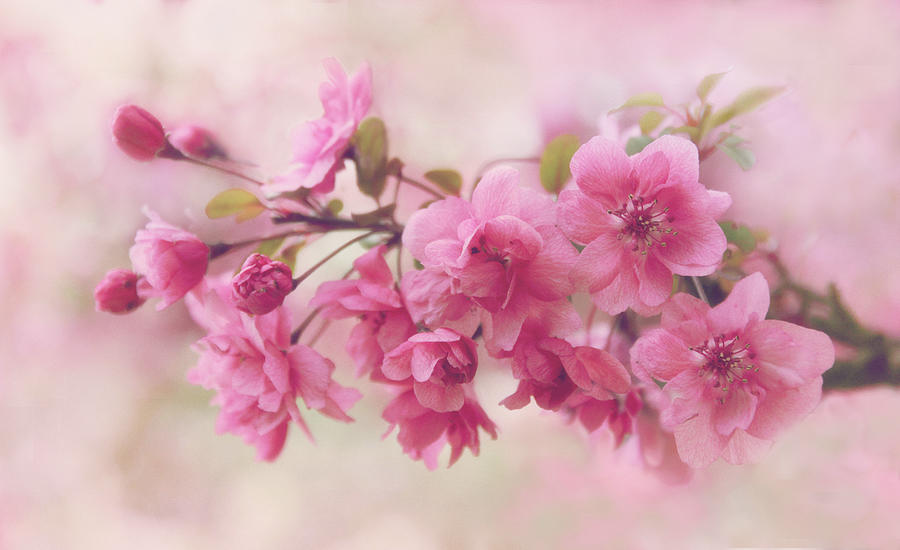Apple Blossom Beauty Photograph by Jessica Jenney