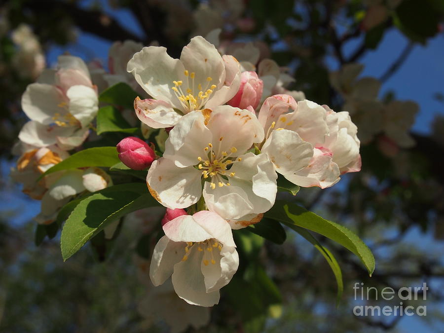 Flowers Still Life Photograph - Apple Blossom by Bens Photography