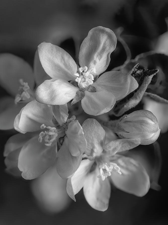 Flower Photograph - Apple Blossom - Black and White by Alan Copson