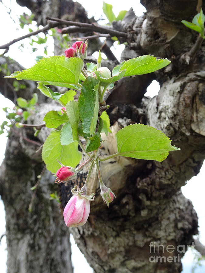 Apple Blossom Bud 100 Yo Tree Princeton Photograph