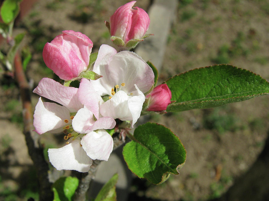 Apple blossom buds Photograph by Stephanie Cervi