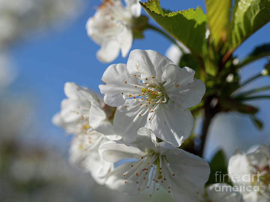 Apple Blossom Photograph by Christopher Wentworth Apple Blossom Photograph by Christopher Wentworth