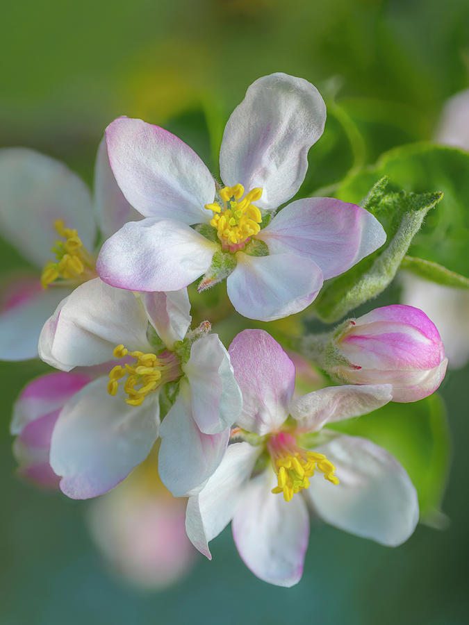 Flower Photograph - Apple Blossom - Colour by Alan Copson