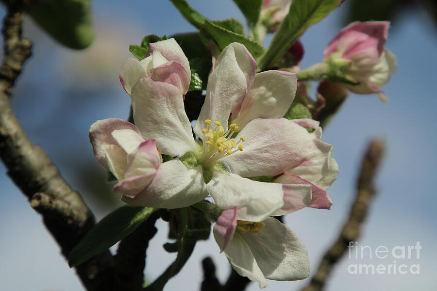 Spring Photograph - Apple Blossom by Deborah Kletch
