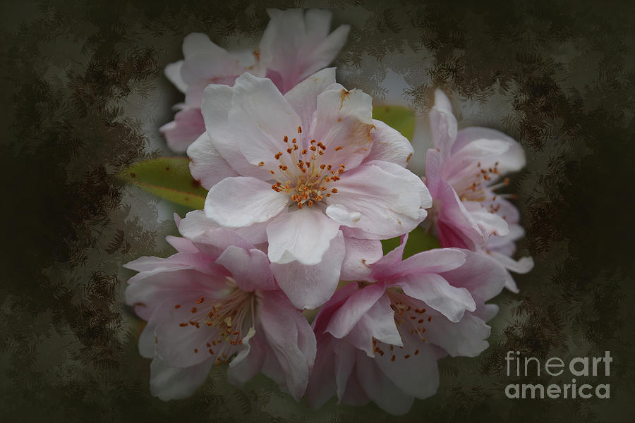 Apple Blossom Photograph by Elaine Teague