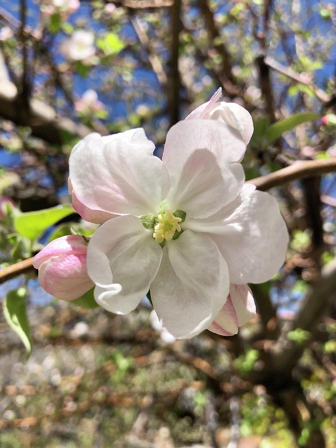 Apple Blossom Flower Photograph By Melissa Ogara