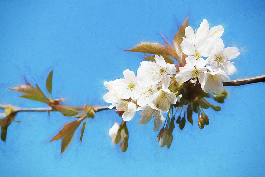 Apple Blossom Photograph by Ian Merton