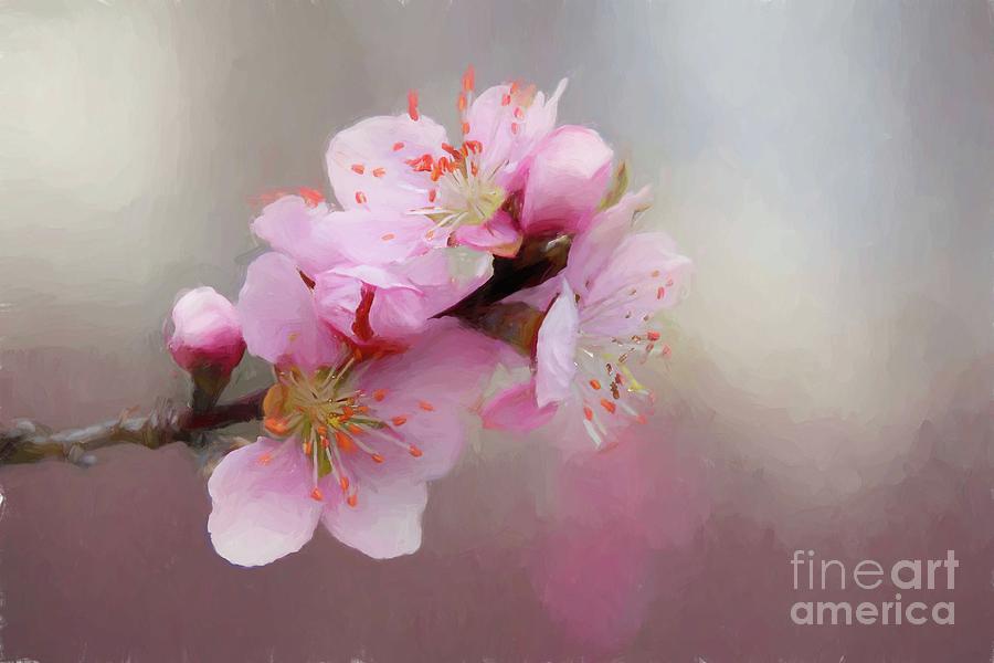 Apple Blossom II Digital Art by Laurinda Bowling