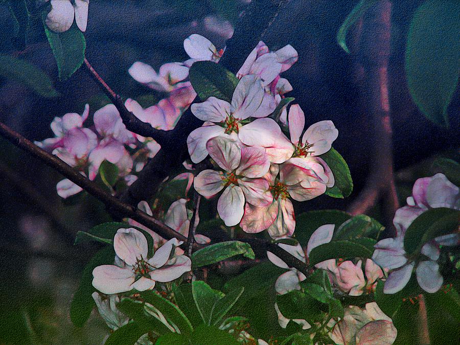 Apple Blossom Photograph by Joan Stratton
