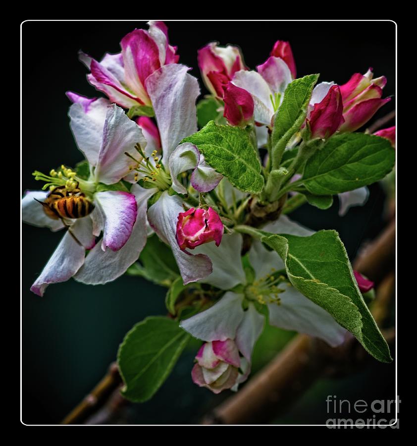 Apple Blossom Photograph by Les Boucher