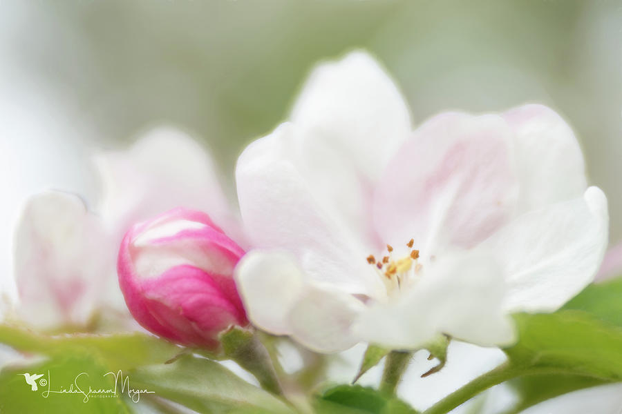 Apple Blossom Photograph by Linda Shannon Morgan