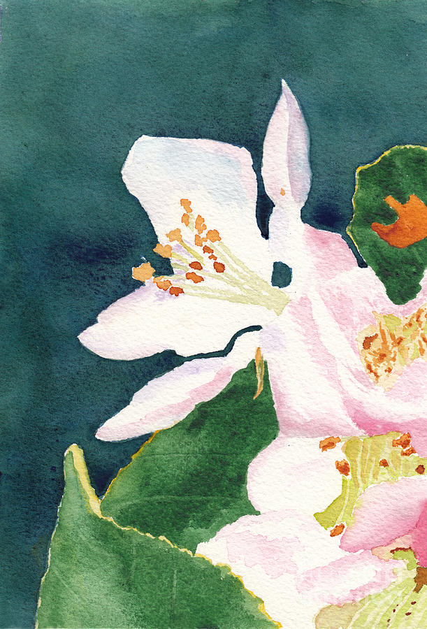 Apple Blossom Macro Study 2 Painting by Conni Schaftenaar