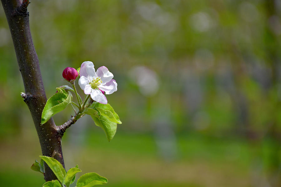 Apple Blossom Photograph by Monika Salvan