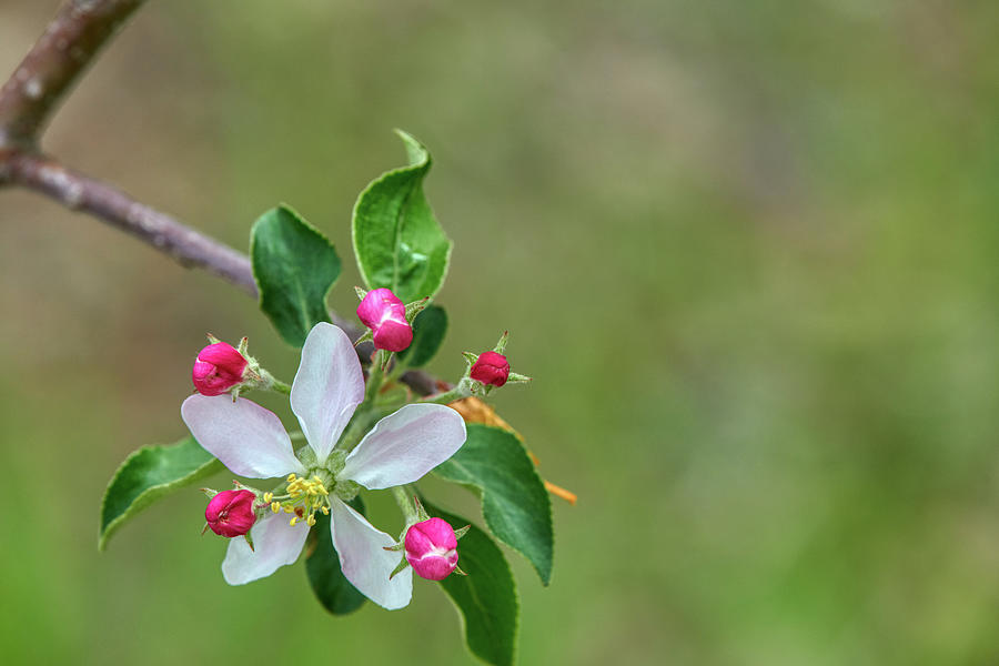 Apple Blossom Photograph by Paul Freidlund