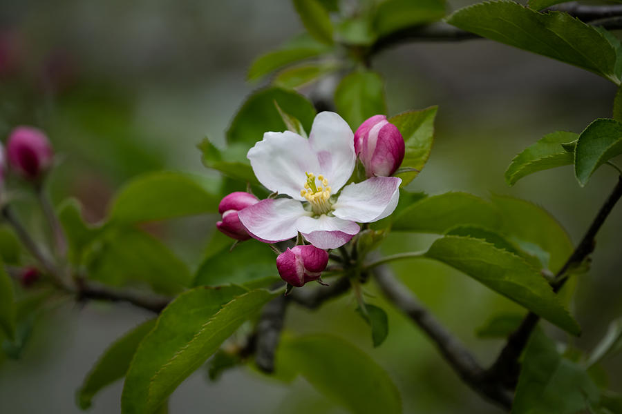 Apple Blossom Pink Photograph by Linda Bonaccorsi