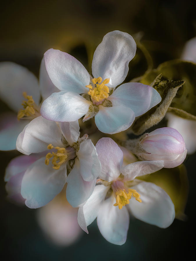 Flower Photograph - Apple Blossom - Soft Faded by Alan Copson