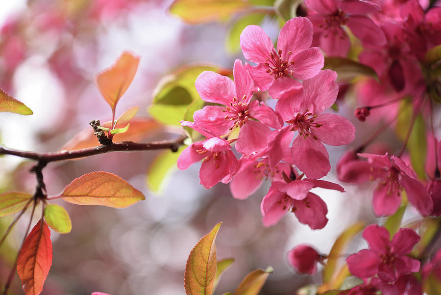 Apple Blossom Splendor Photograph by Leanna Kotter