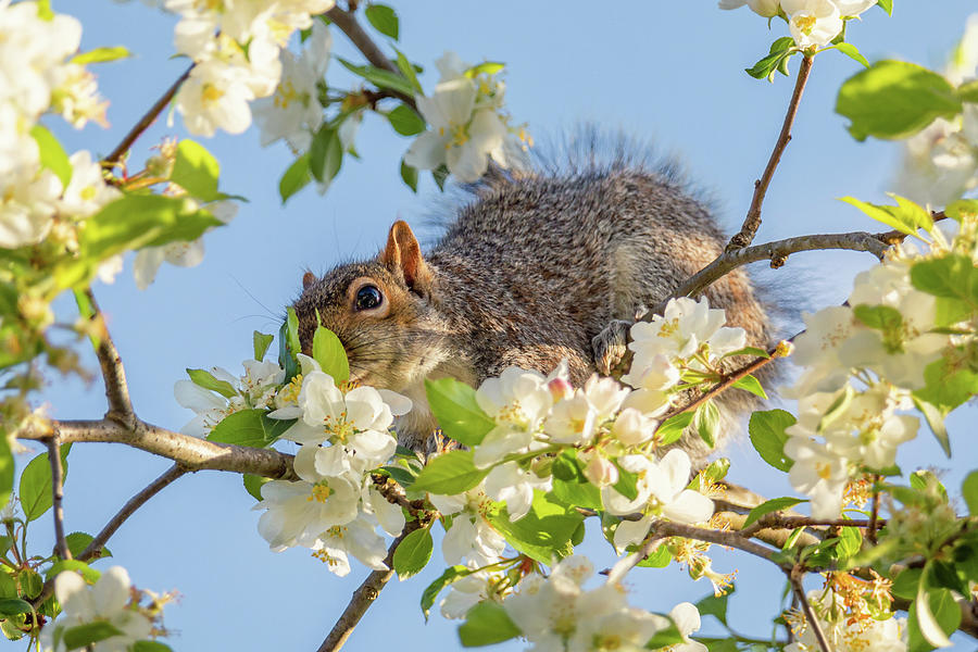 Apple Blossom Squirrel Photograph by Rachel Morrison