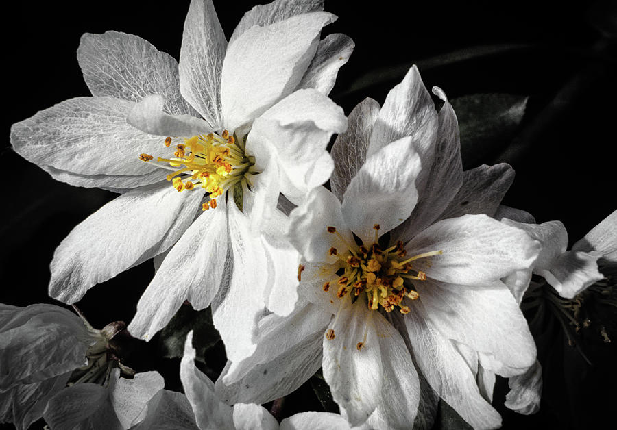 Apple Blossom Photograph by Steven Nelson