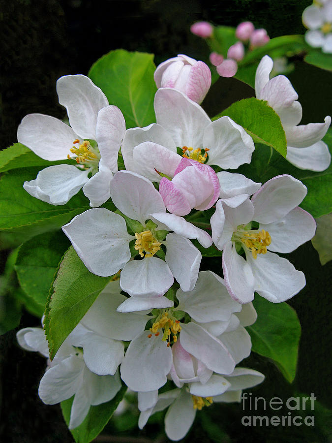 Apple Blossom Time Photograph by Ann Horn
