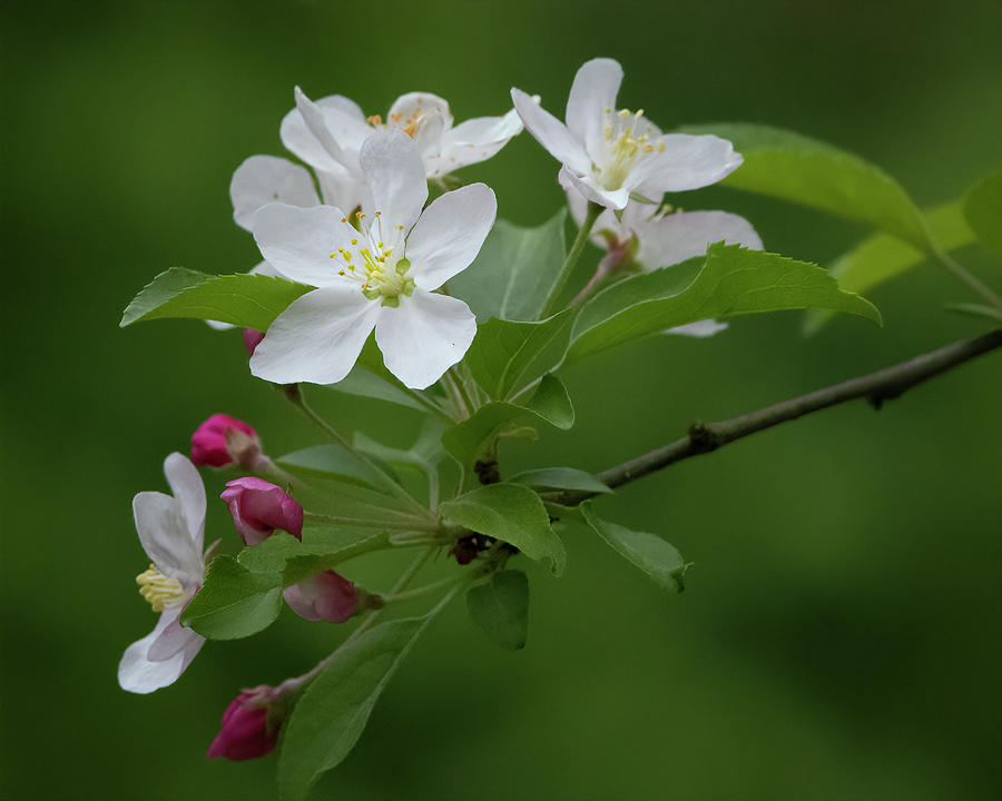 Apple Blossom Time Photograph by Ray Silva