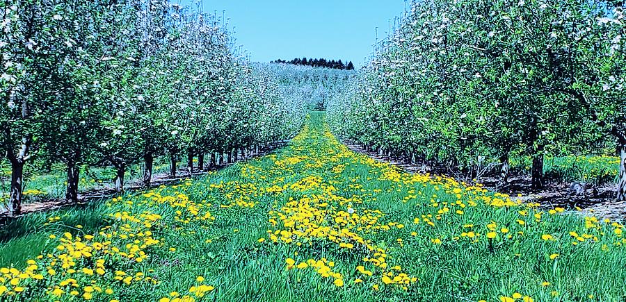 Apple Blossom Way Photograph