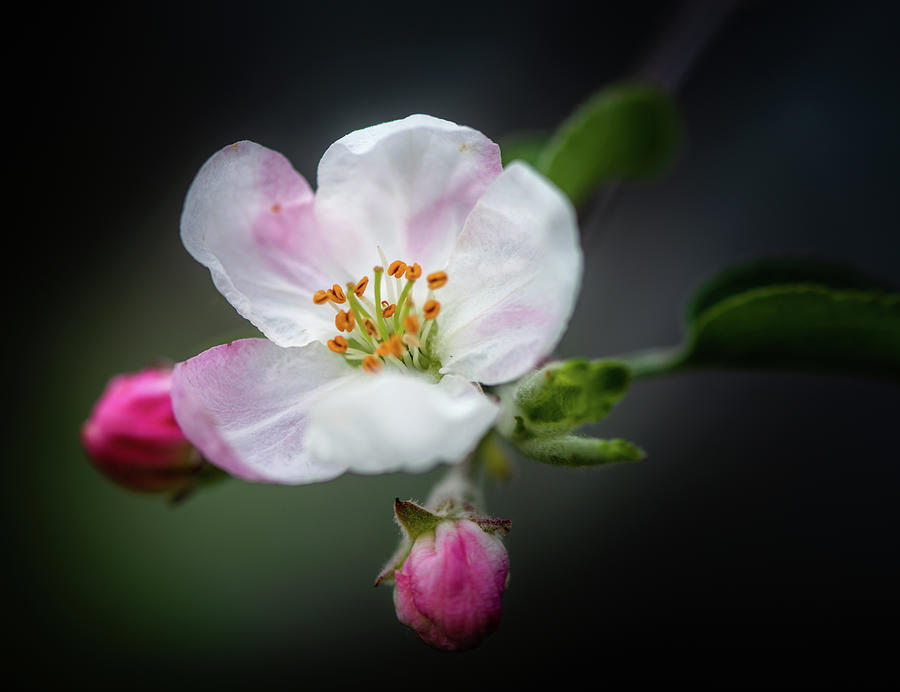 Apple Blossom With Buds Photograph by Greg and Chrystal Mimbs