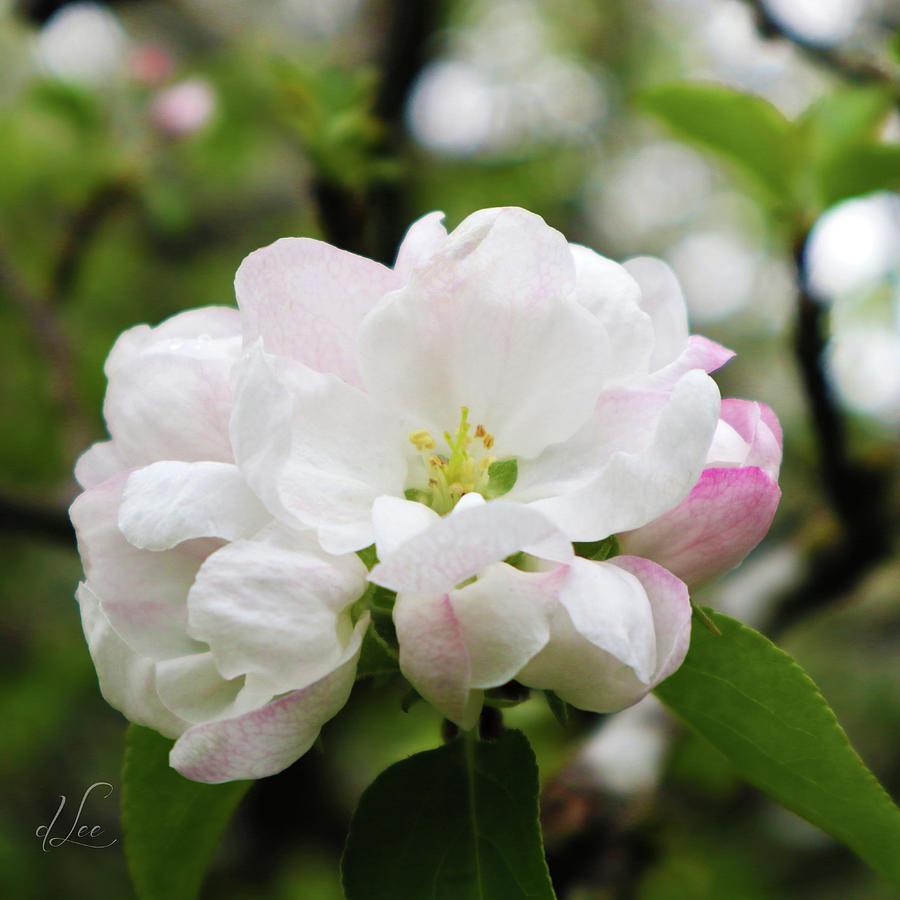 Spring Photograph - Apple Blossoms 1 by D Lee