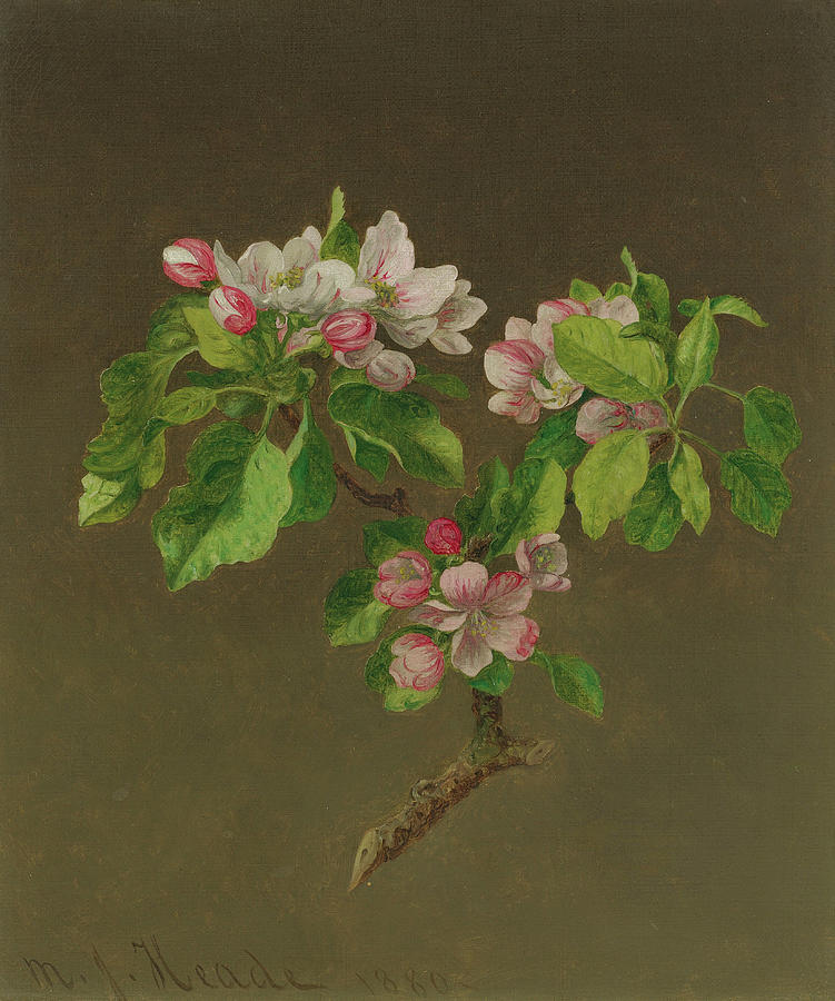 Apple Blossoms, 1880 Painting by Martin Johnson Heade
