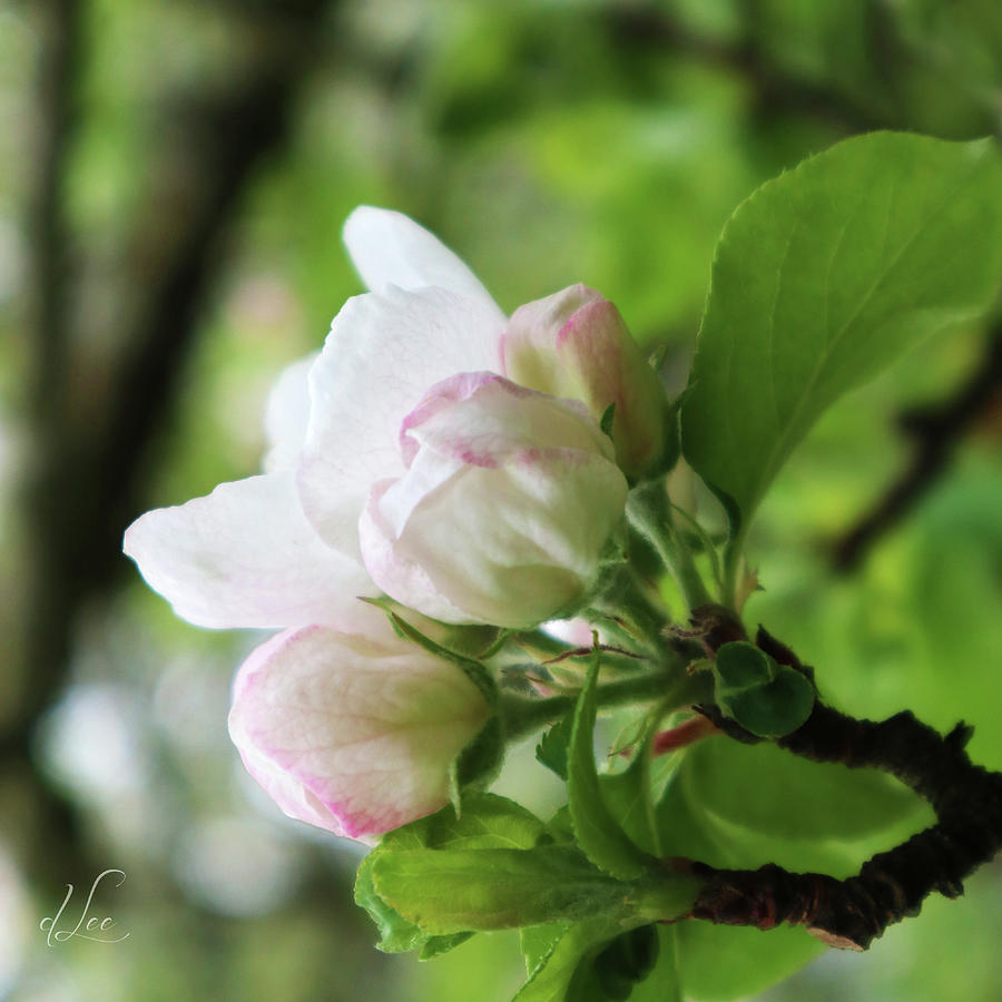 Spring Photograph - Apple Blossoms 2 by D Lee