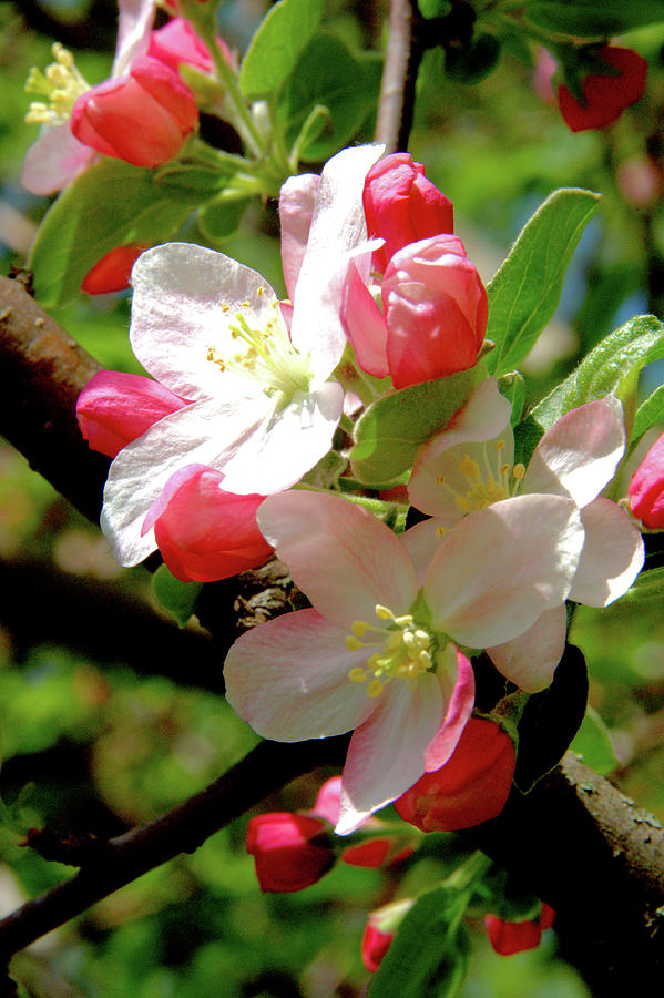 Apple Blossoms 2020 Photograph by Valerie Kirkwood