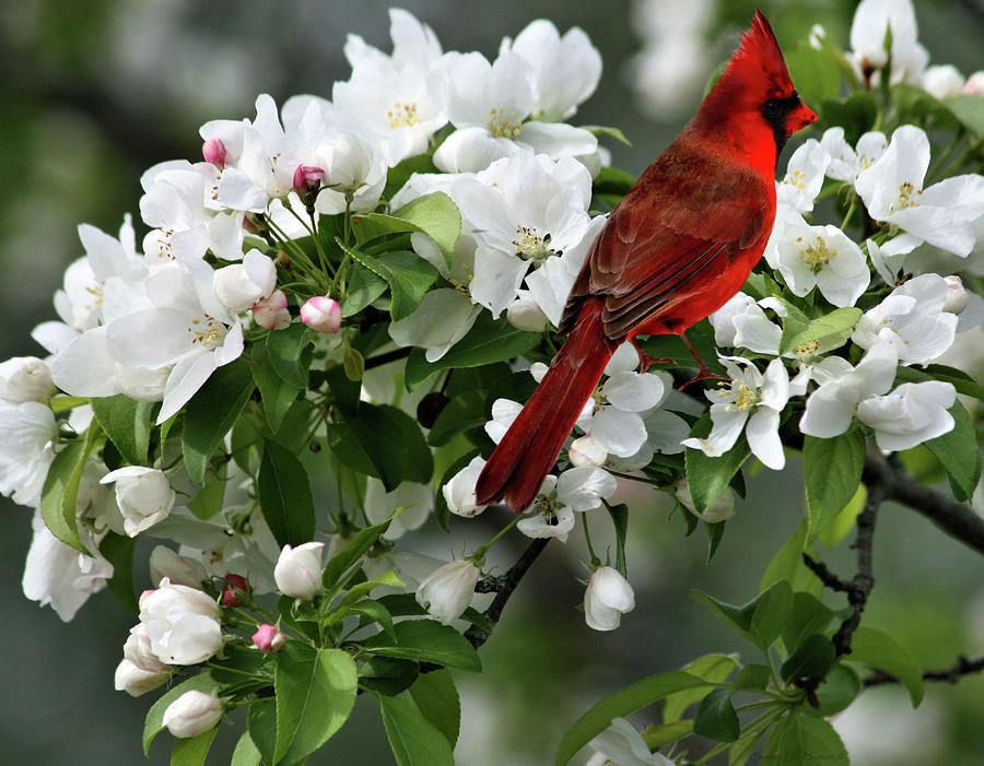 Apple Blossoms and Northern Red Cardinal Photograph by Sandra Huston