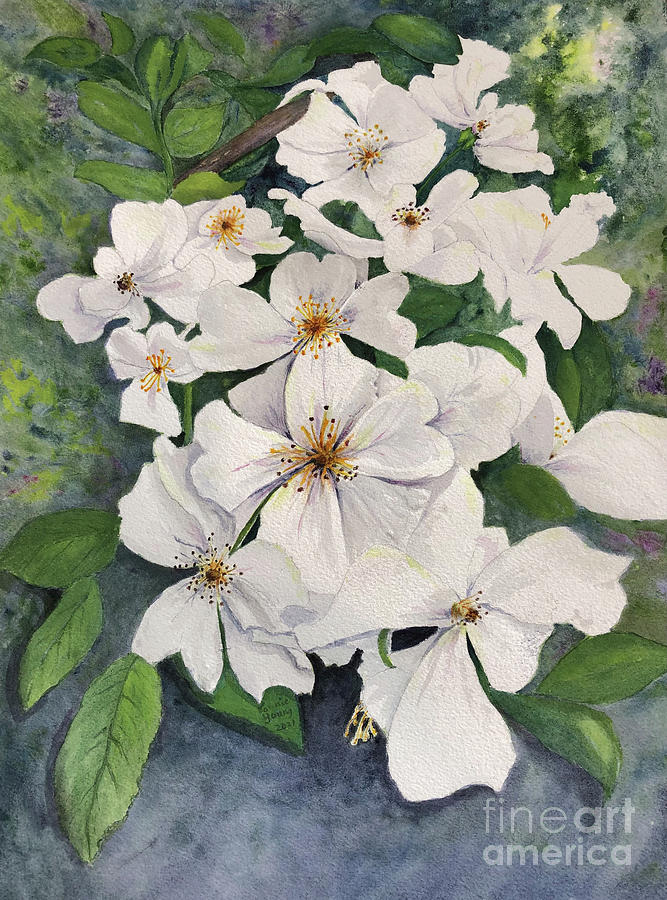 Apple Blossoms Painting by Bonnie Young