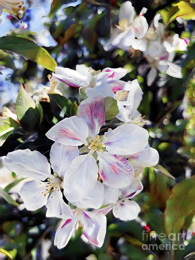 Apple Blossoms Digital Art by Denise Deiloh