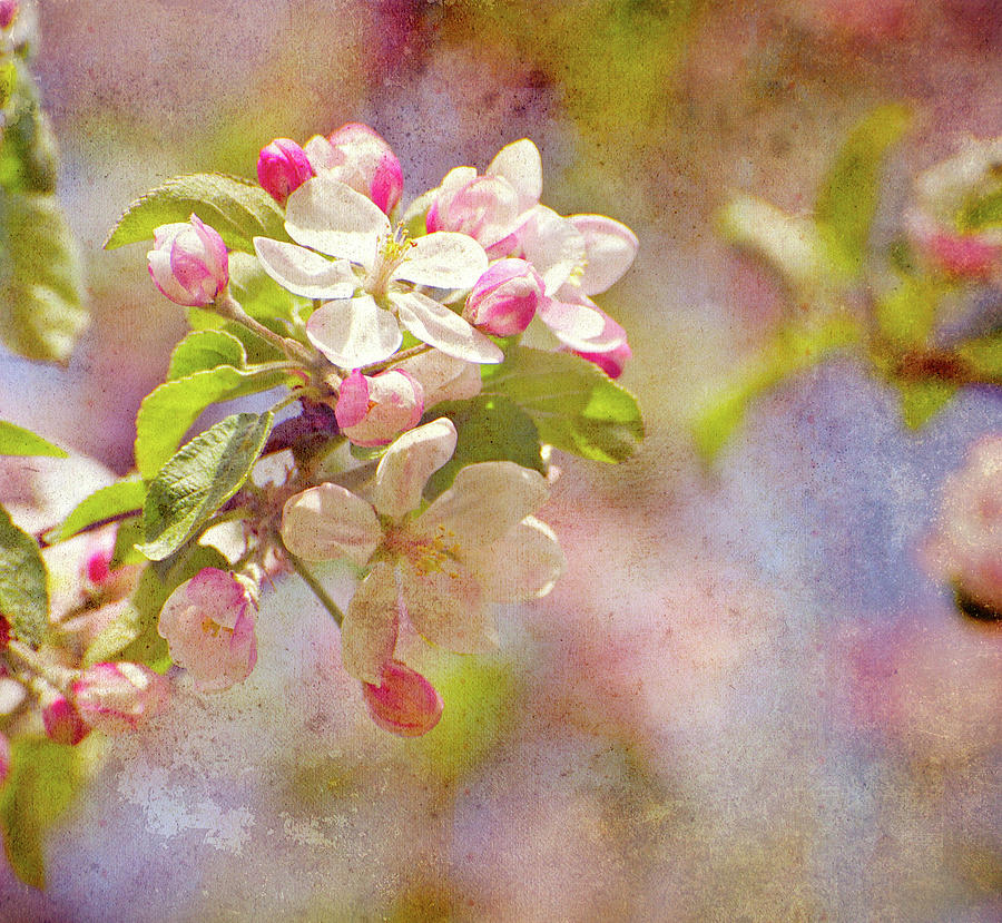 Apple Blossoms Fine Art. Photograph