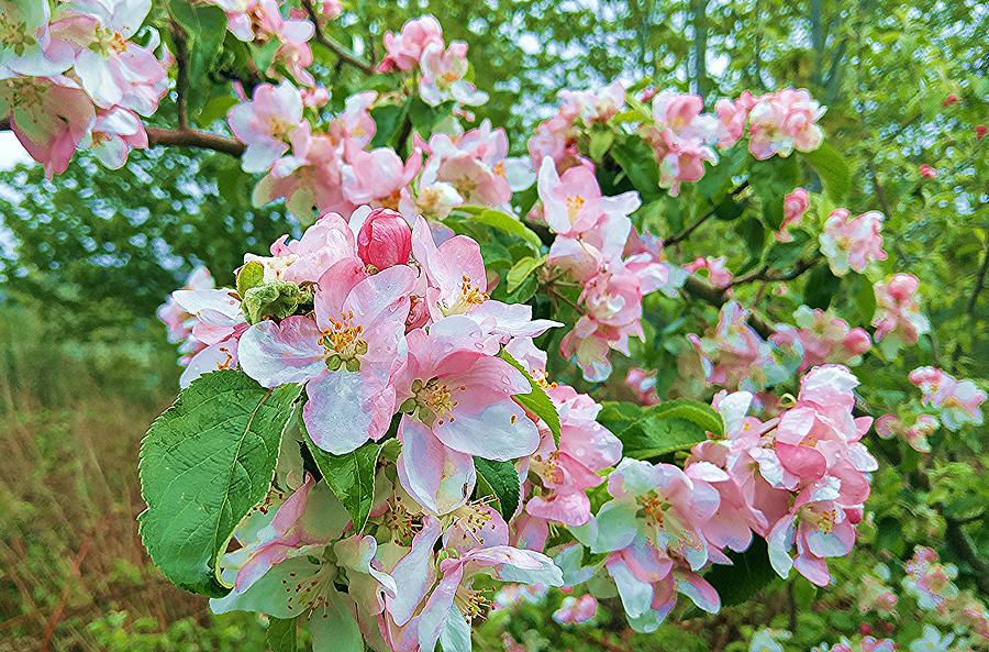 Apple Blossoms Photograph by Fred Bailey