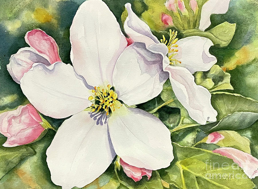 Apple Blossoms Painting by Hilda Vandergriff