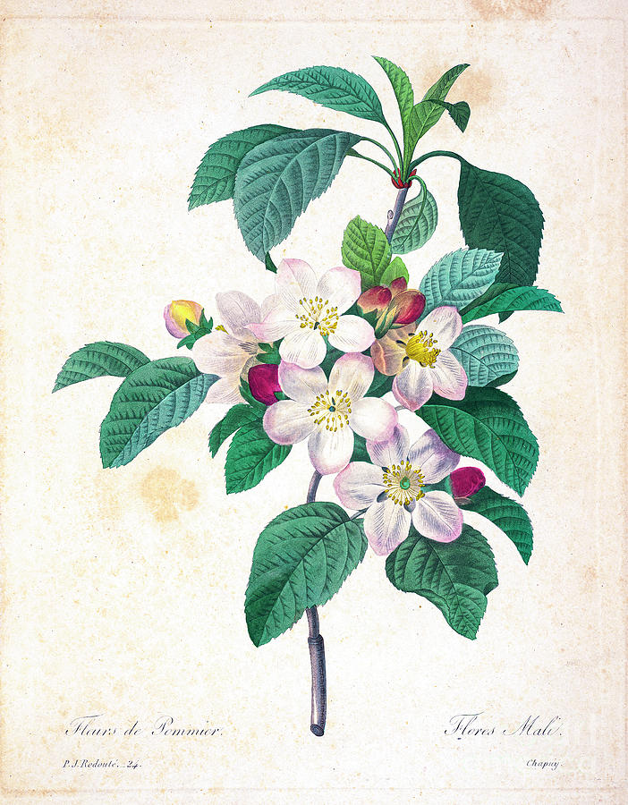 Apple Blossoms Illustration 17 R1 Drawing By Botany