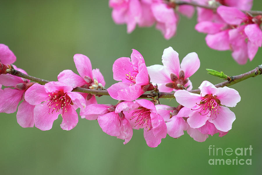 Apple Blossoms in the Spring Photograph by Mimi Ditchie
