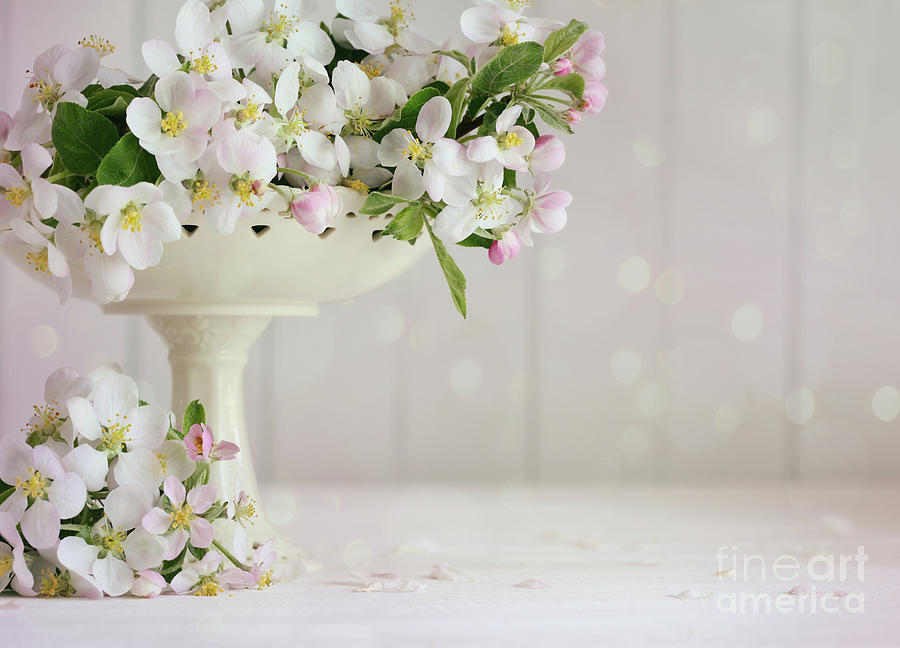 Easter Photograph - Apple blossoms in vase with soft pink background by Sandra Cunningham
