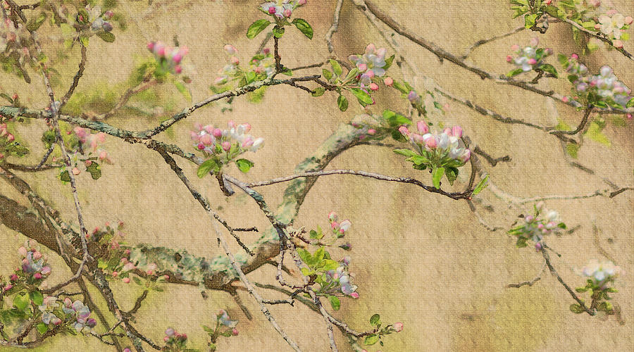 Apple Blossoms Digital Art by Mark Mille