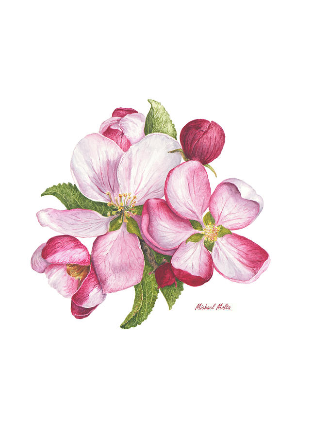 Apple Blossoms Painting