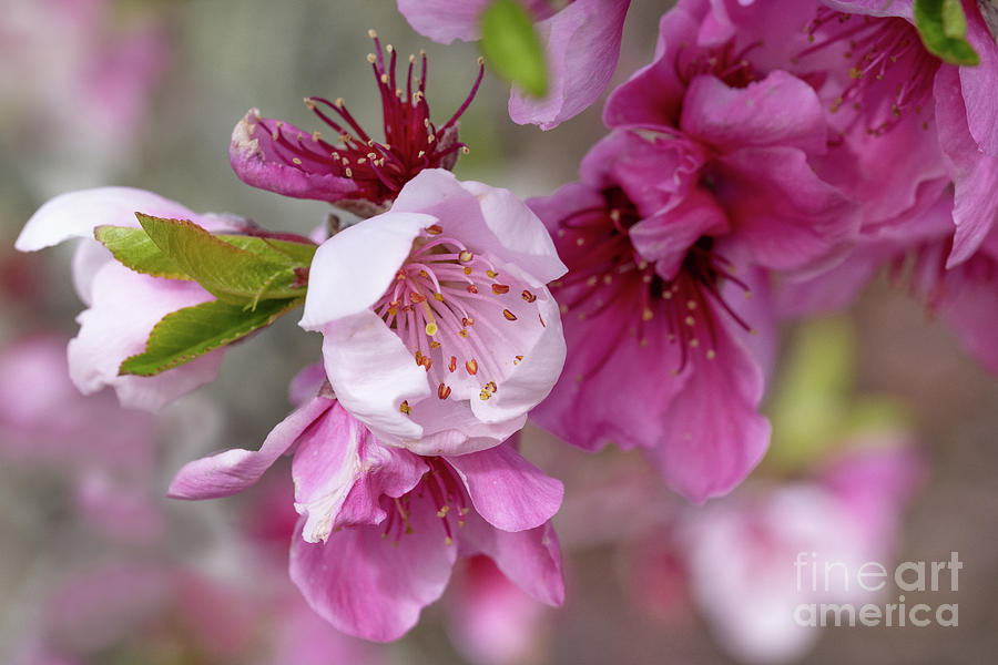 Apple Blossoms Photograph by Mimi Ditchie