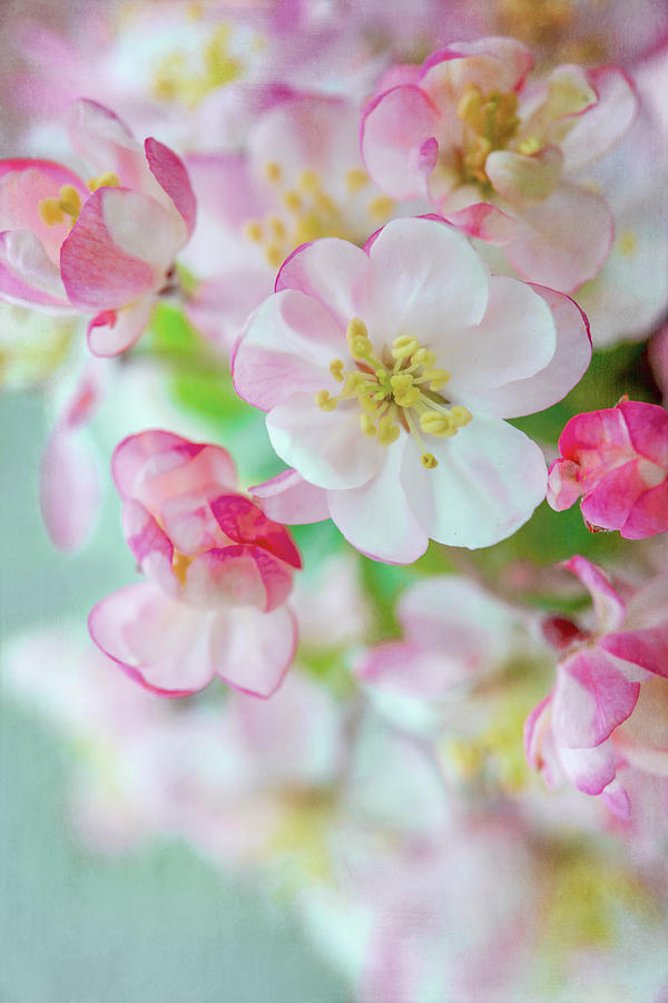 Apple Blossoms No. 2 Photograph by Brooke T Ryan