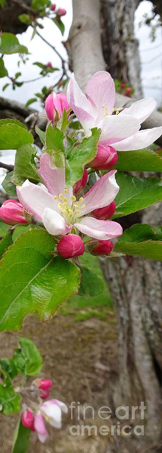 Apple Blossoms Open Wide Vertical Photograph