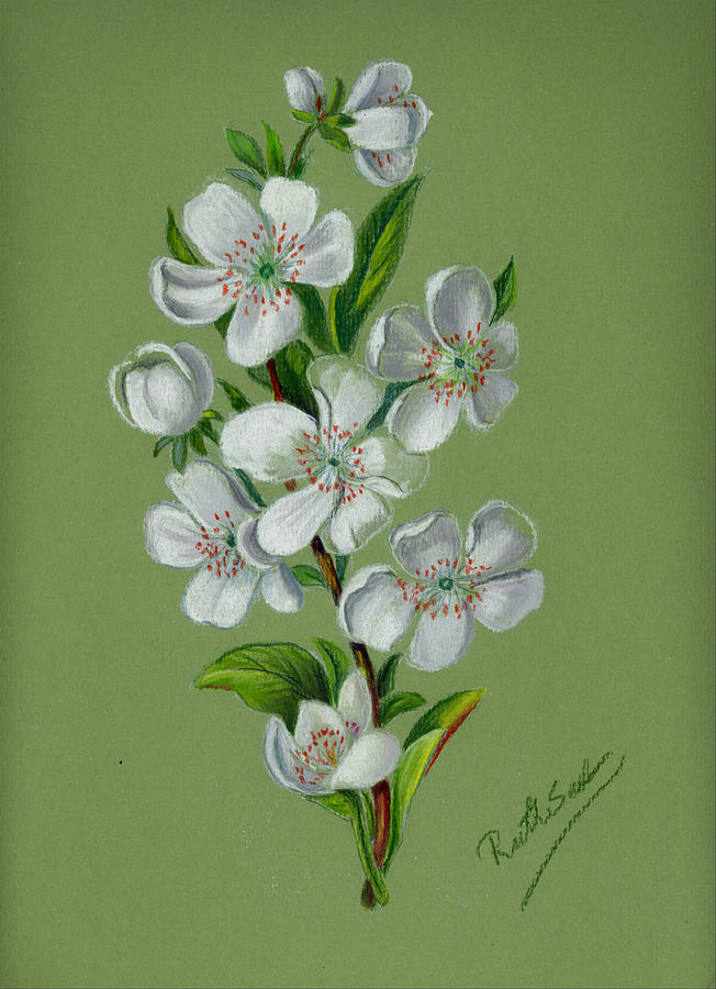 Flower Drawing - Apple Blossoms by Ruth Seal