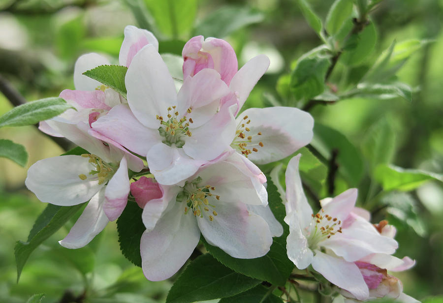 Apple Blossoms Photograph by Shirley Heyn