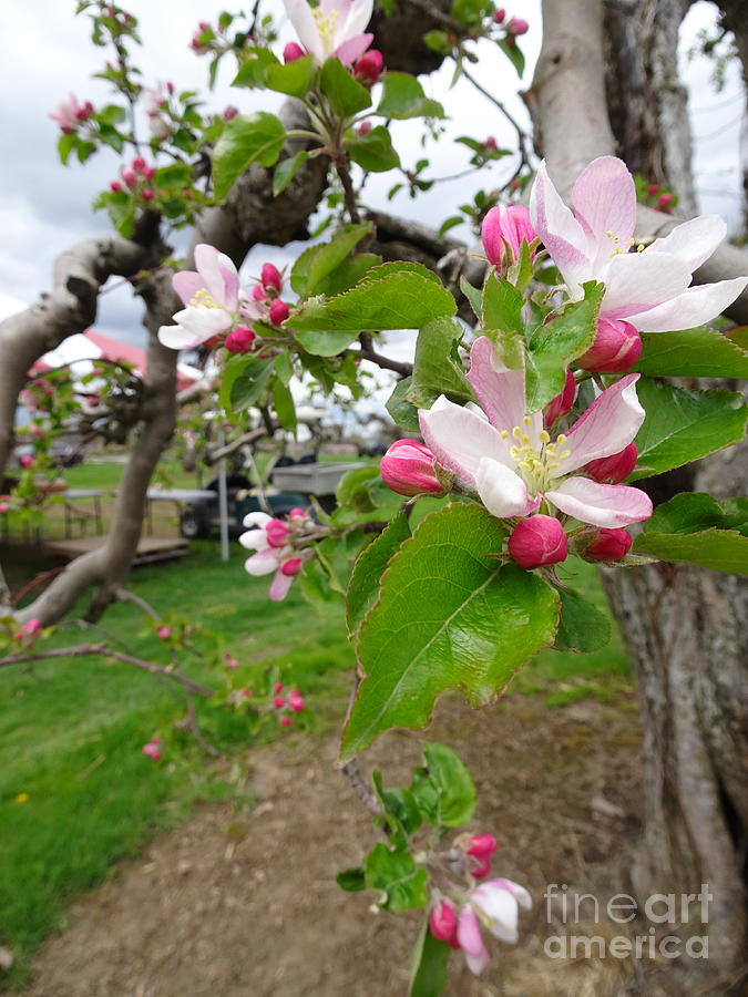 Apple Blossoms Spring Open Photograph