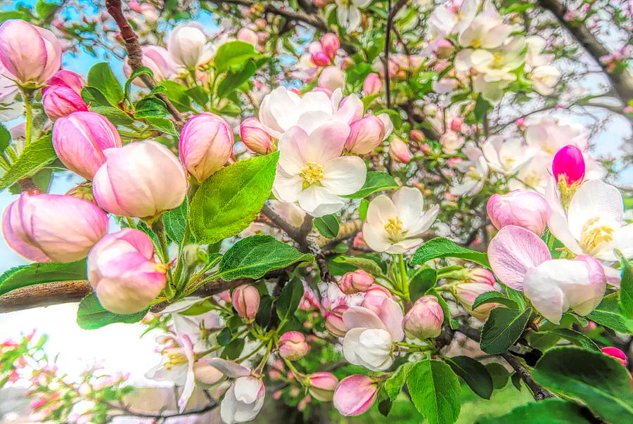 Apple Blossoms Photograph by Susan Hope Finley